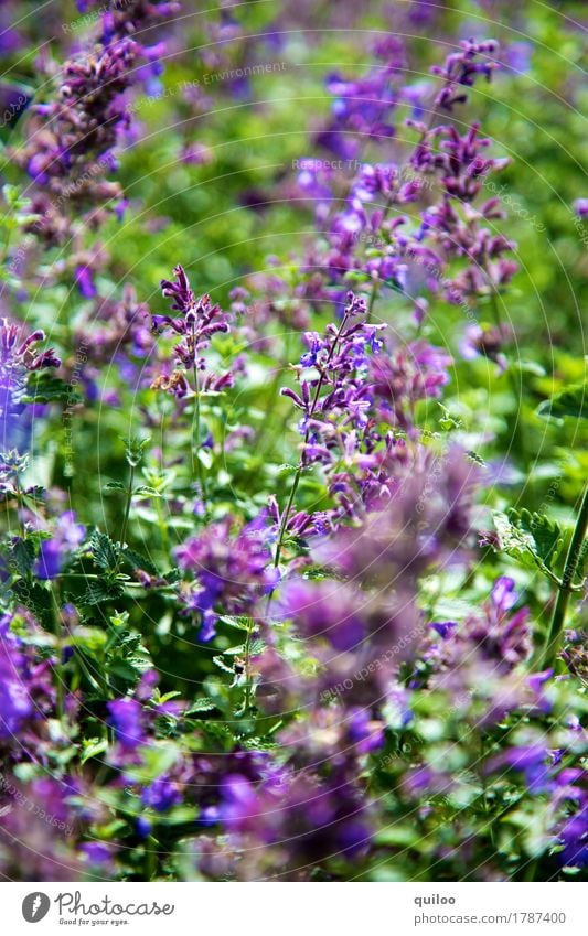 Lavendel Natur Pflanze Feld Duft frisch schön saftig grün violett Umwelt Farbfoto Außenaufnahme Nahaufnahme Tag Licht