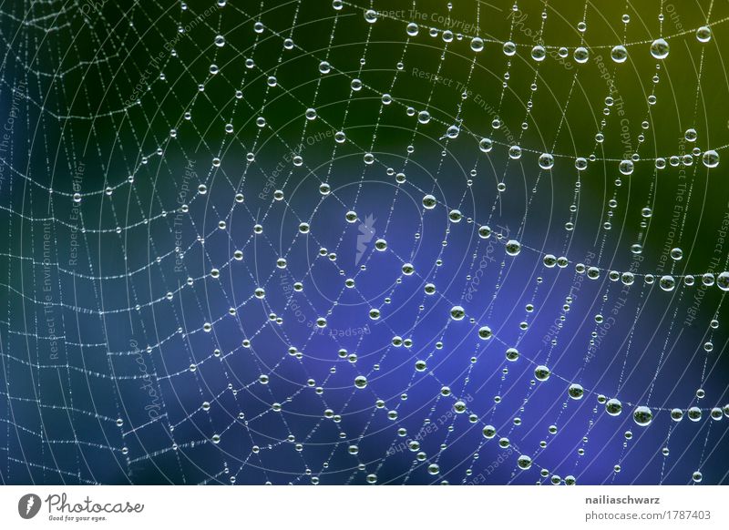 Tropfen Internet Umwelt Natur Wasser Wassertropfen Regen Garten Park Spinne Netz Netzwerk ästhetisch einzigartig nah nass natürlich schön blau grün Kraft