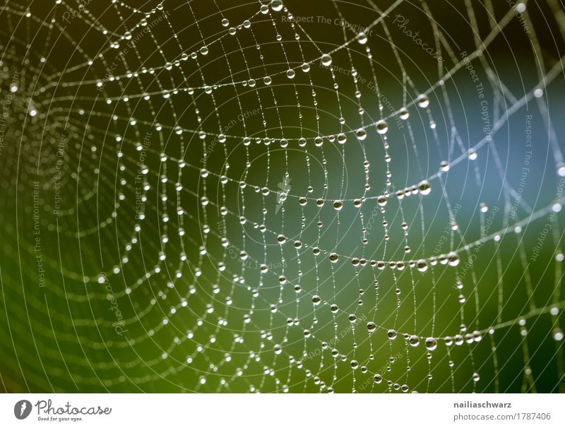 Spinnennetz in Morgentau Internet Umwelt Natur Wasser Wassertropfen Tau Garten Park Ornament Fährte Linie Netz Netzwerk Tropfen gigantisch natürlich schön grün