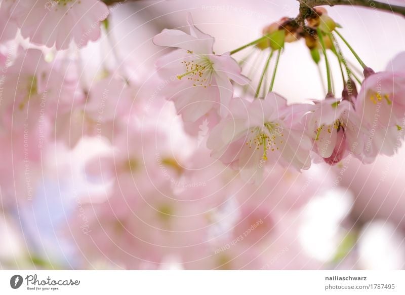 Kirschblüten im Frühling Umwelt Natur Pflanze Sommer Baum Blüte Nutzpflanze Kirsche Kirschbaum Garten Park Blühend Duft springen elegant frisch natürlich