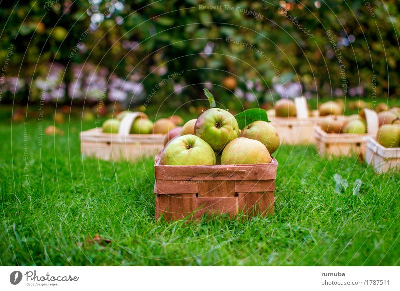 Apfelernte Bioprodukte Natur Wiese frisch Gesundheit saftig gelb grün geduldig Ernte pflücken reif Korb Rasen Farbfoto Außenaufnahme Menschenleer