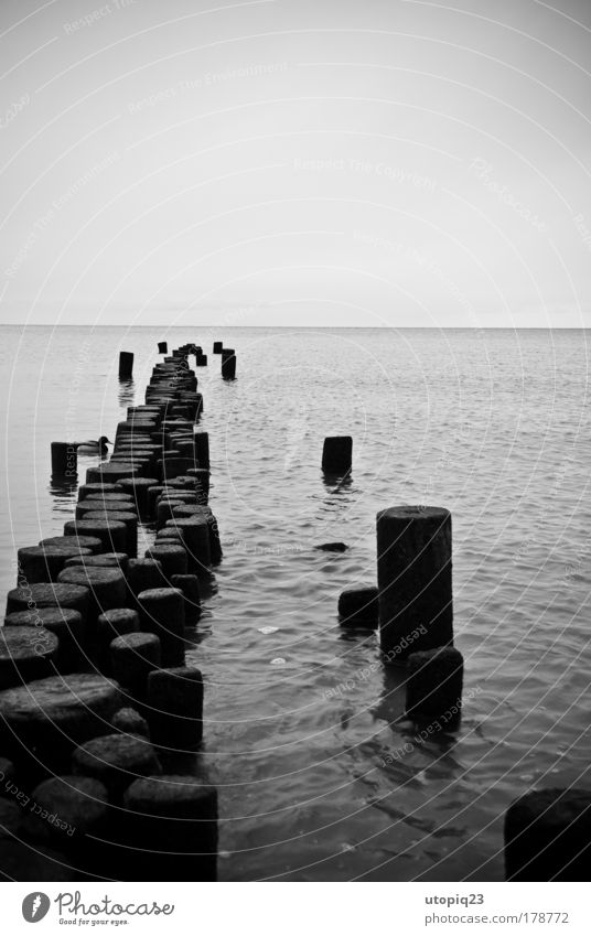Die alte Ente und das Meer Schwarzweißfoto Außenaufnahme Menschenleer Textfreiraum oben Landschaft Wasser Horizont Winter schlechtes Wetter Ostsee Tier Vogel 1
