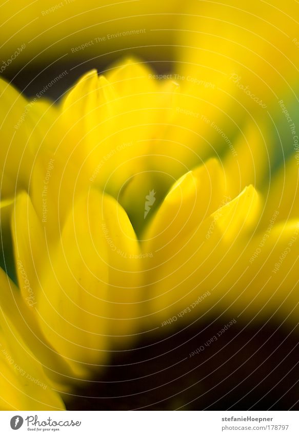 Sunflowers Farbfoto Menschenleer Textfreiraum unten Morgen Sonnenlicht Schwache Tiefenschärfe harmonisch Wohlgefühl Zufriedenheit Dekoration & Verzierung Umwelt