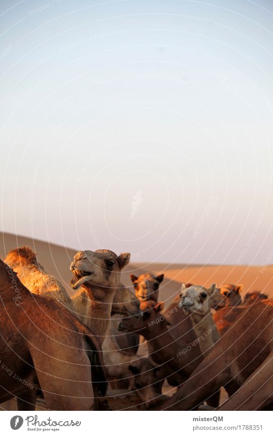 Verkehrsmittel. Abenteuer heiß Kamel Wüste Sommer Sommerurlaub Herde Tier Tierzucht Sahara viele Blauer Himmel Farbfoto mehrfarbig Außenaufnahme Menschenleer