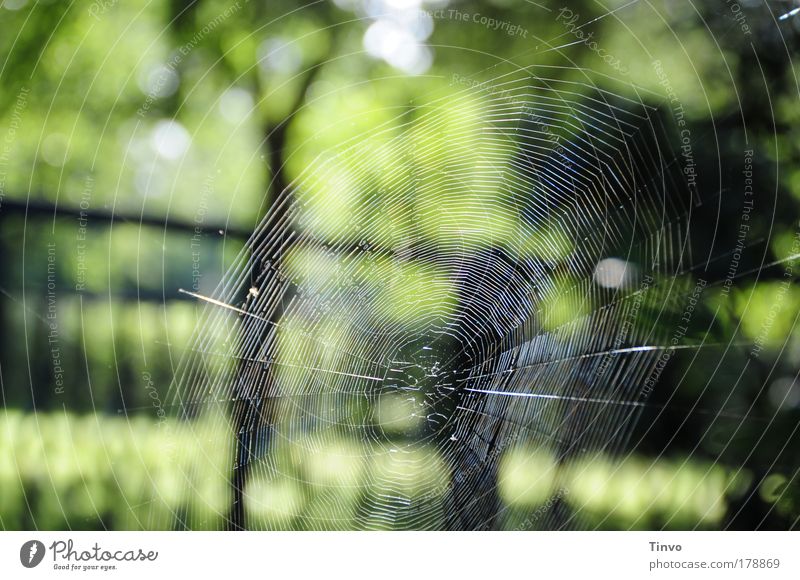 perfect Farbfoto Außenaufnahme Morgen Tag Kontrast Natur grün schwarz schön diszipliniert Ausdauer ästhetisch Kunst Spinnennetz Radnetz bauen fangen gewebt