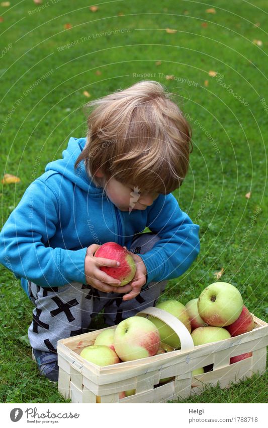 kleiner Junge hockt vor einem Korb mit Äpfeln und hält einen Apfel in der Hand Lebensmittel Ernährung Bioprodukte Vegetarische Ernährung Mensch maskulin