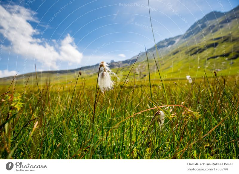 Gras Umwelt Natur Landschaft blau grau grün weiß Moor Berge u. Gebirge Wiese Wolken Sonnenstrahlen Außenaufnahme Schweiz Farbfoto Textfreiraum oben Tag