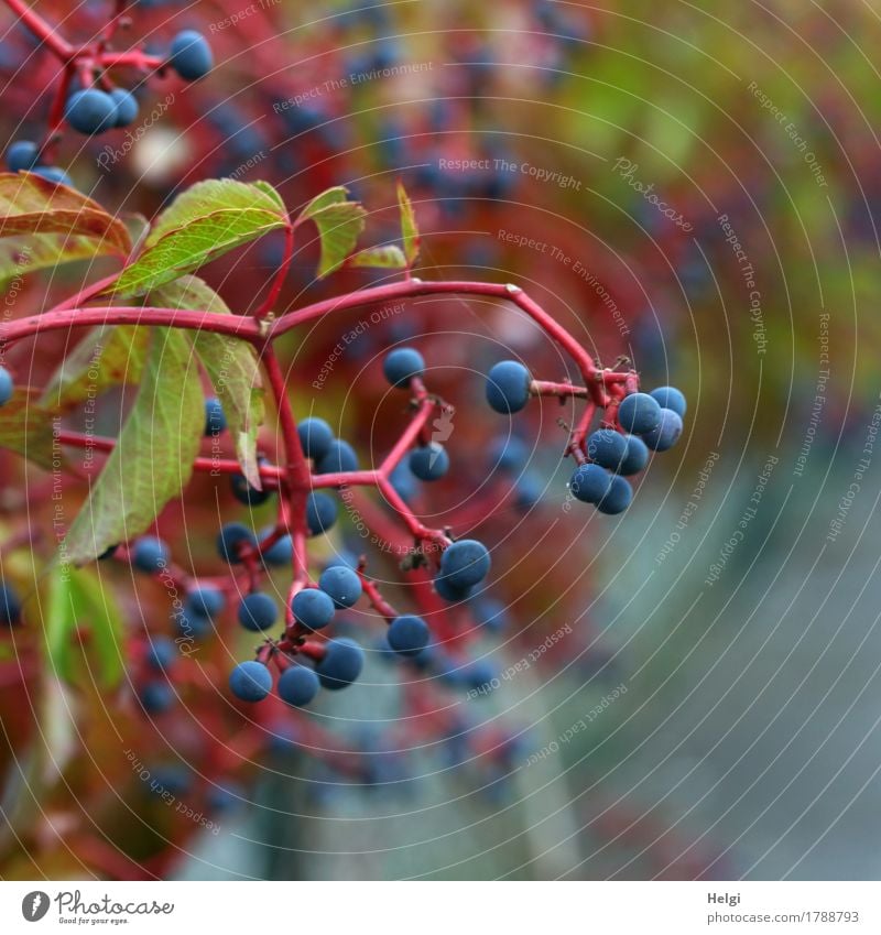 Jungfernrebe Umwelt Natur Pflanze Herbst Schönes Wetter Blatt Wildpflanze Wilder Wein Beeren Gift Garten hängen Wachstum ästhetisch authentisch einzigartig