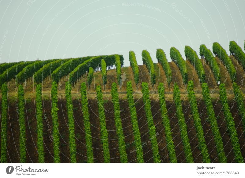 grüne Linien eines Weinbergs Kulturlandschaft Himmel Klima Nutzpflanze Wachstum authentisch oben Ordnungsliebe Natur Landwirtschaft Gedeckte Farben