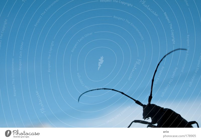 Ja wer kommt denn da? Farbfoto Außenaufnahme Tag Froschperspektive elegant Natur Tier Käfer 1 blau Bockkäfer