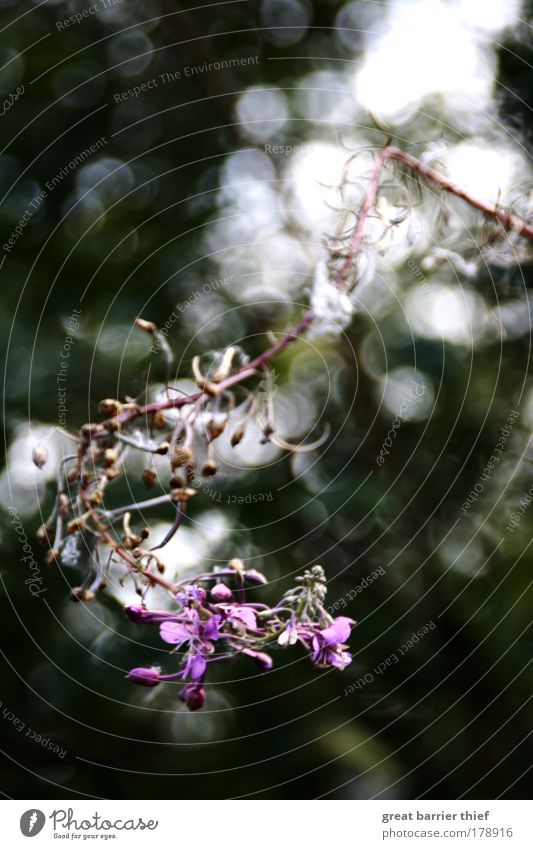 violett Farbfoto Außenaufnahme Experiment Menschenleer Tag Kontrast Unschärfe Starke Tiefenschärfe Umwelt Pflanze Sommer Blume berühren Erholung Inspiration
