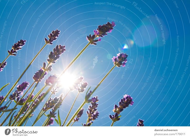 tschüss Sommer Makroaufnahme Textfreiraum rechts Textfreiraum oben Sonnenstrahlen Gegenlicht Wolkenloser Himmel Schönes Wetter Blüte Duft blau Lavendel Wärme