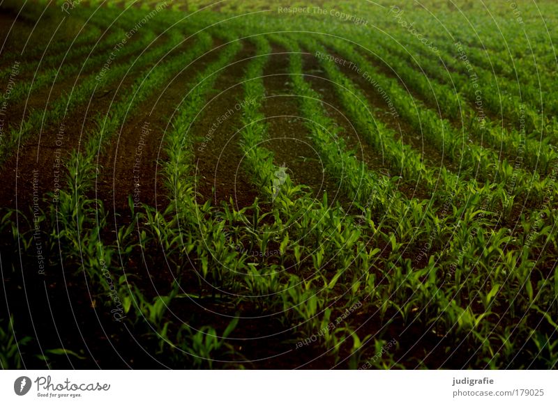 Acker Farbfoto Außenaufnahme Tag Lebensmittel Pflanze Nutzpflanze Feld Wachstum dunkel grün Ordnung Landwirtschaft Mais Ackerbau Landleben Reihe Schwung Kurve