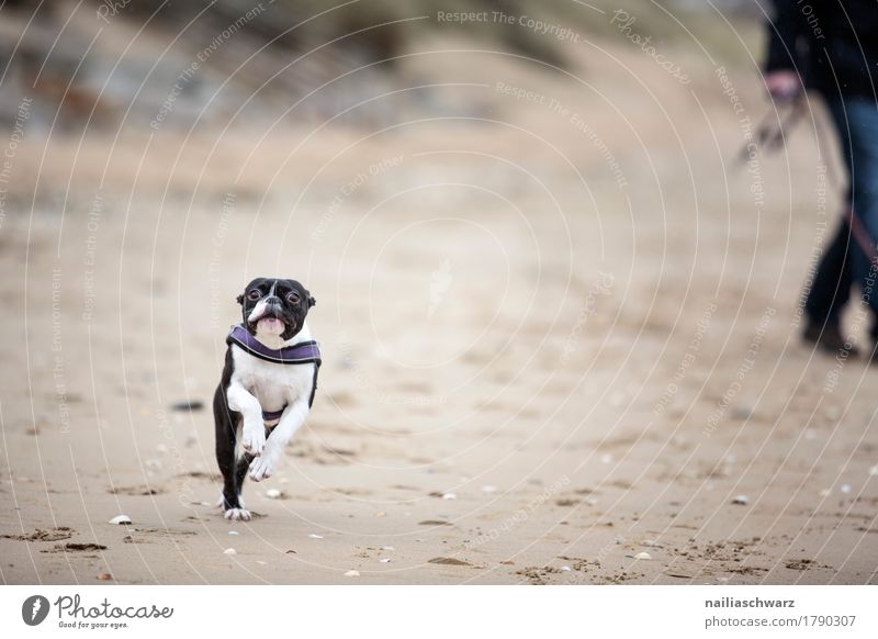 Boston Terrier am Strand Freude Natur Tier Sand Küste Seeufer Hund Fährte 1 Erholung laufen rennen springen frech Fröhlichkeit Glück natürlich niedlich braun