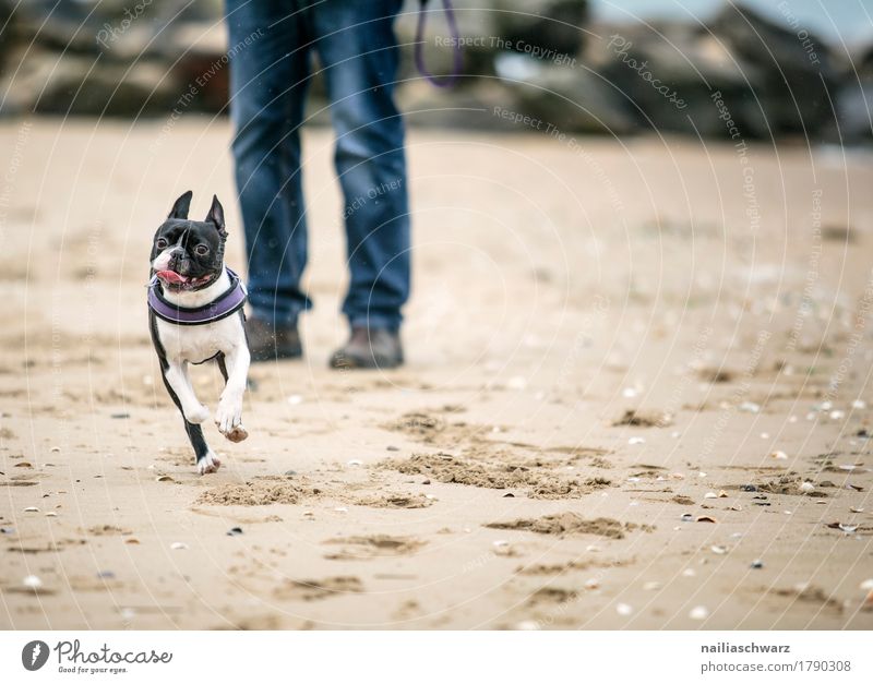 Boston Terrier am Strand Freude Körper Beine Sand Küste Seeufer Tier Haustier Tiergesicht 1 Schwimmen & Baden Erholung genießen laufen rennen Spielen springen