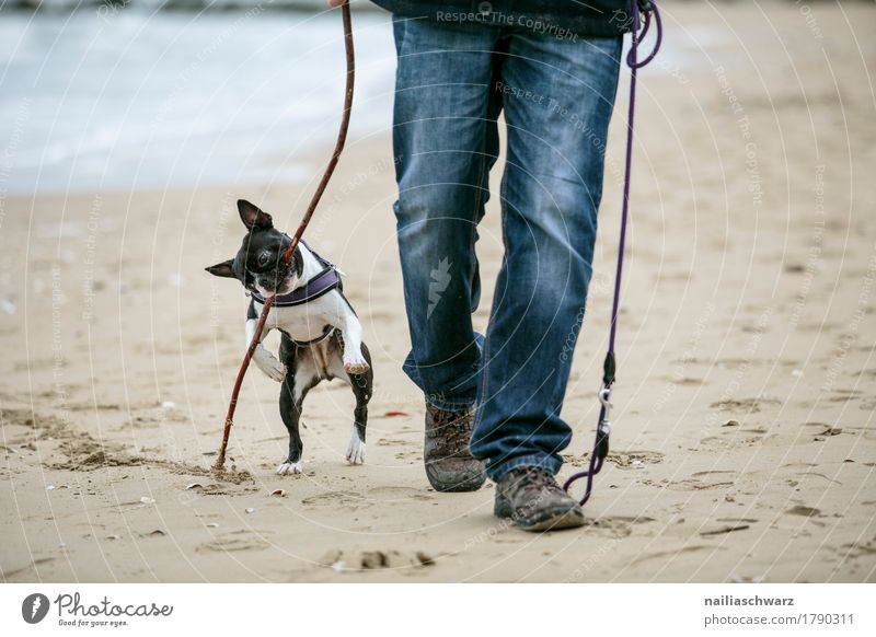 Boston Terrier spielt am Strand Freude Mensch Mann Erwachsene Beine 1 Sand Jeanshose Schuhe Tier Hund Ferien & Urlaub & Reisen Spielen springen wandern