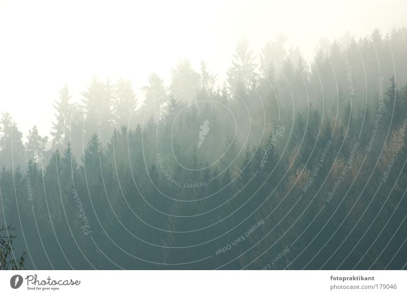 Baumkronen Farbfoto Außenaufnahme Menschenleer Morgen Morgendämmerung Blick nach vorn Natur Herbst Nebel Wald dunkel Tag