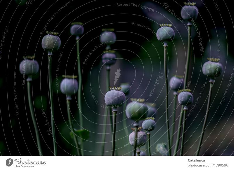 Mohnkapseln vorm schlafen Natur Pflanze Herbst Blume Garten verblüht dehydrieren ästhetisch Zusammensein schön blau grün violett schwarz Stimmung Vergangenheit