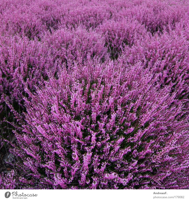 Heide Farbfoto Außenaufnahme Detailaufnahme Umwelt Natur Pflanze Blume Gras Grünpflanze violett rosa Heidekrautgewächse heideblüte Herbst herbstlich