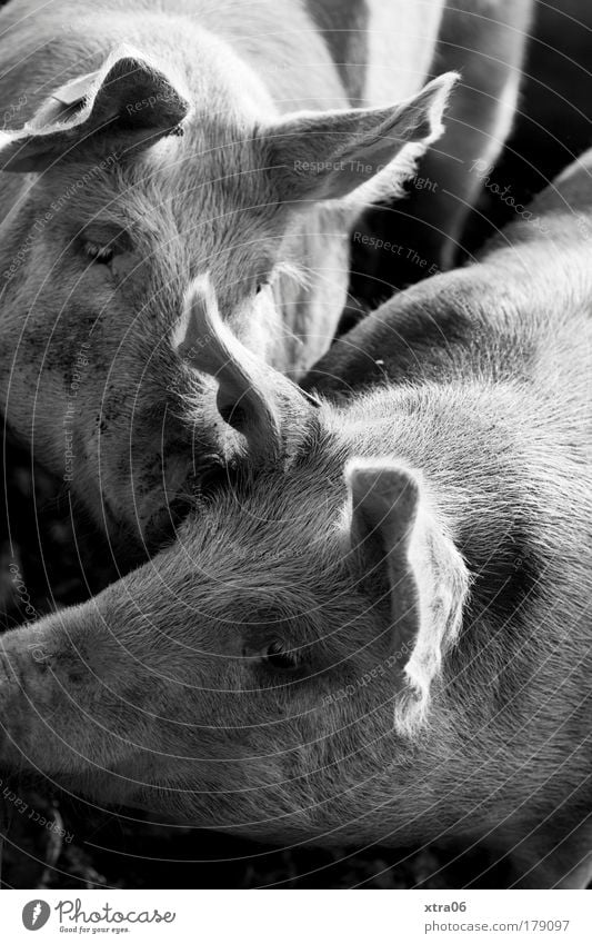 bussi Schwarzweißfoto Außenaufnahme Tier Haustier Nutztier Tiergesicht Fell Streichelzoo 2 Tierpaar Tierfamilie Küssen Schwein Wildschwein Liebe zusammengehörig