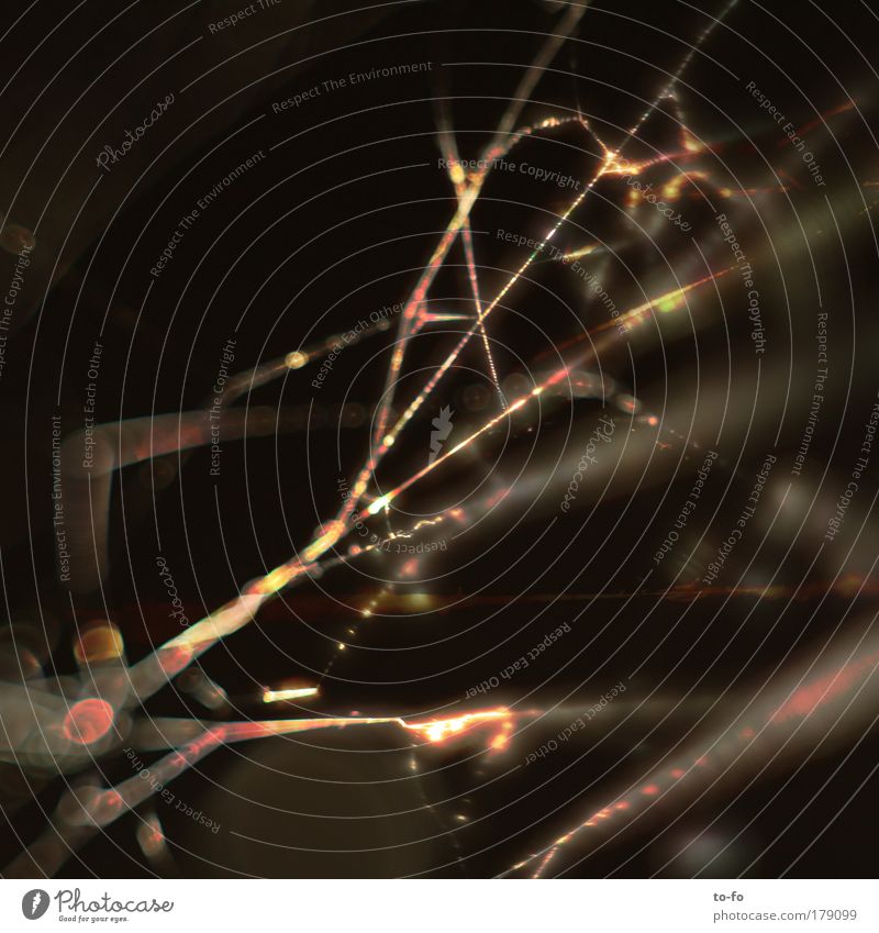 Im Netz Farbfoto Makroaufnahme Experiment Kunstlicht Lichterscheinung Schwache Tiefenschärfe Tier Spinne hängen Netzwerk Nähgarn Spinnennetz abstrakt