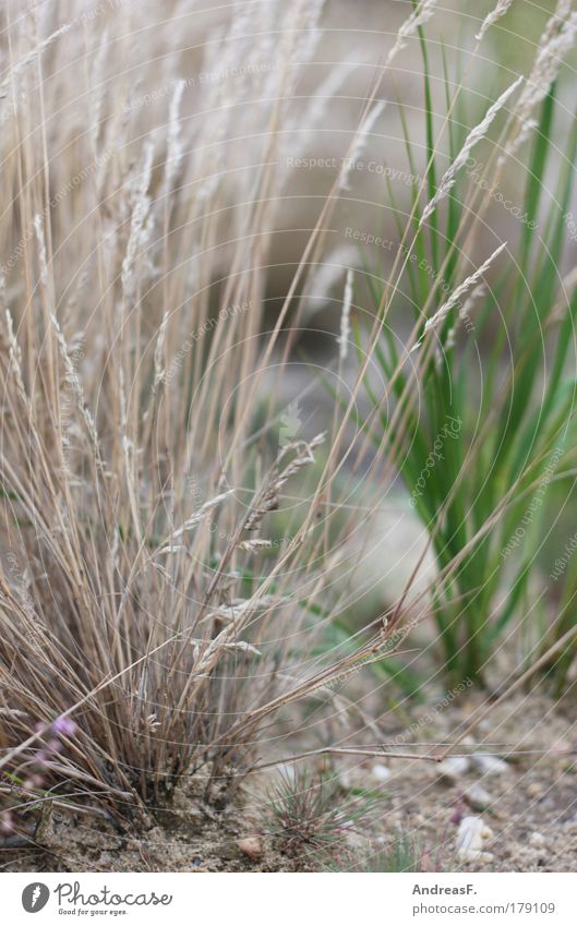 Grasgeflüster Farbfoto Außenaufnahme Detailaufnahme Umwelt Natur Pflanze Erde Sand Dürre Grünpflanze Garten Wiese Feld trocken Gräserblüte Heide sandboden