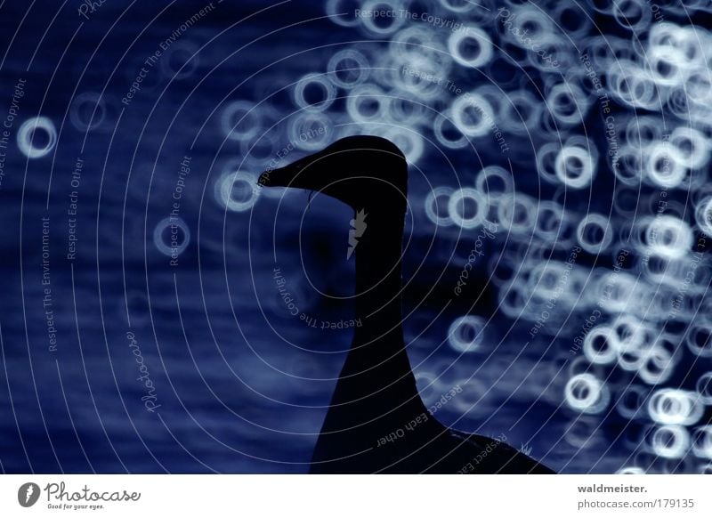 Graugans Farbfoto Außenaufnahme Experiment abstrakt Reflexion & Spiegelung Lichterscheinung Unschärfe Schwache Tiefenschärfe Tier Wildtier ästhetisch blau