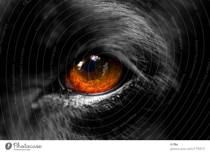 the eye of the... Farbfoto Nahaufnahme Makroaufnahme Menschenleer Textfreiraum links Textfreiraum rechts Textfreiraum oben Textfreiraum unten