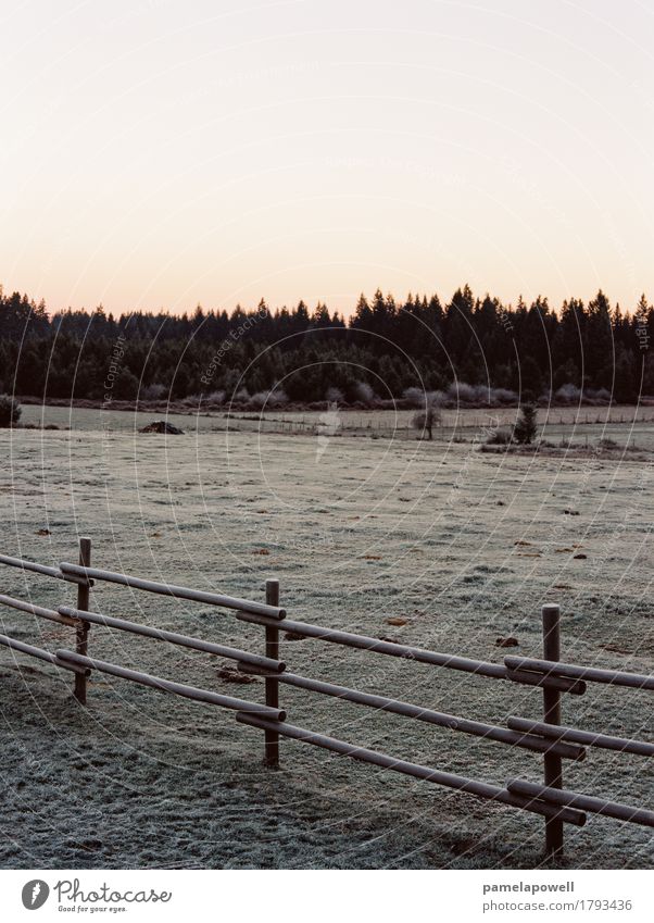 Frostiger Morgen Winter Umwelt Natur Landschaft Erde Himmel Klima Feld Wald braun grün orange rosa schwarz Gelassenheit ruhig kalt Zaun Holzzaun Bauernhof