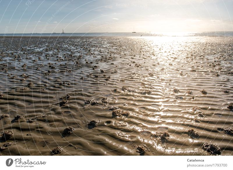 Glei8end, das Sonnenlicht übers Watt Ferien & Urlaub & Reisen Strand Umwelt Landschaft Sand Luft Wasser Wolkenloser Himmel Sommer Nordsee Wattenmeer glänzend