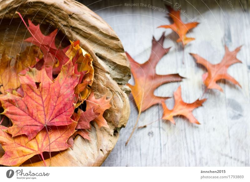 Herbstzeit Blatt Holz Schalen & Schüsseln mehrfarbig rot braun gelb orange fallen Dekoration & Verzierung schön Erholung ruhig Meditation