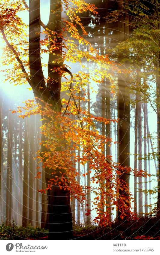 Indian summer Pflanze Sonnenlicht Herbst Schönes Wetter Nebel Baum Blatt Buchenwald Wald natürlich blau gelb grau orange rot schwarz weiß Farbe Natur