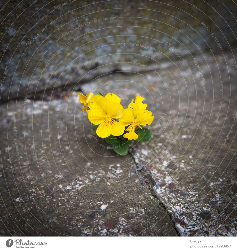 Minimalistin Blume Blüte Veilchengewächse Stein Beton Blühend Duft Wachstum ästhetisch außergewöhnlich positiv gelb grau Lebensfreude Kraft Willensstärke Mut