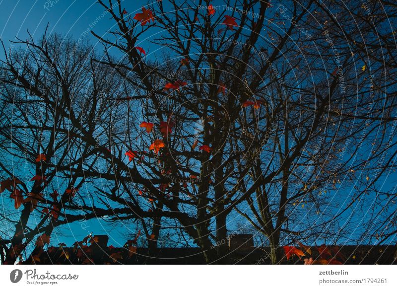 Rote Blätter Herbst Blatt Herbstlaub Färbung Baum Baumstamm Ast Zweig Blattgrün Himmel Wolkenloser Himmel Textfreiraum Menschenleer rot Endzeitstimmung