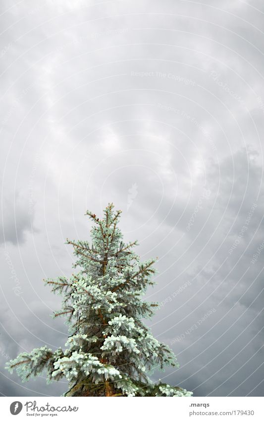 Tanne Farbfoto Außenaufnahme Textfreiraum oben Natur Pflanze Gewitterwolken Herbst Klima Unwetter Baum frieren groß außergewöhnlich