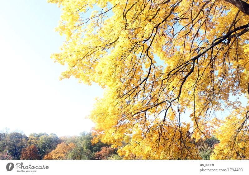 Goldener Oktober Wellness Leben harmonisch Sinnesorgane wandern Oktoberfest Erntedankfest Umwelt Natur Landschaft Pflanze Sonne Sonnenlicht Herbst Wetter