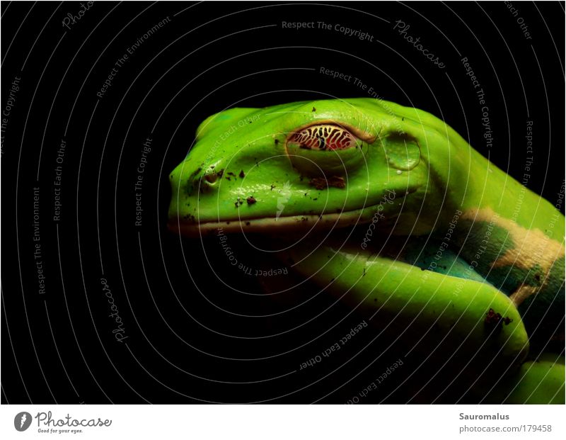 Golden Eye Farbfoto Makroaufnahme Nacht Froschperspektive Tier Urwald Haustier Terrarium 1