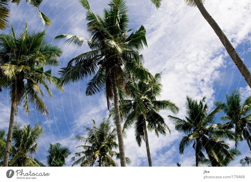 Palmenhimmel Farbfoto Außenaufnahme Tag Ferien & Urlaub & Reisen Tourismus Ausflug Ferne Sommerurlaub Meer Insel Siladen Sulawesi Natur Himmel Wolken
