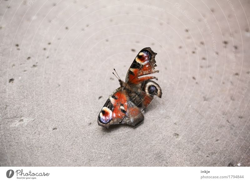 Alter Falter Wildtier Schmetterling Flügel Tagpfauenauge 1 Tier hocken kaputt klein Gefühle Schmerz Natur Verfall Vergänglichkeit Mitgefühl