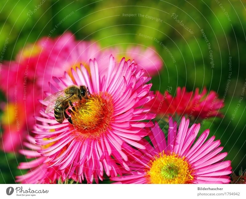 Biene auf rosa Aster Honigbiene Astern strahlend Insekt Fluginsekt Blüte Blume Herbstlaub Blütenstauden Korbblütengewächs Blütenblatt Pollen Nektar Sommer