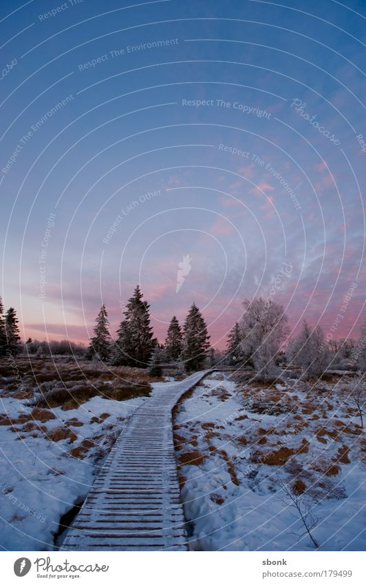 verkältet Farbfoto Außenaufnahme Menschenleer Textfreiraum oben Abend Dämmerung Licht Umwelt Natur Landschaft Eis Frost Schnee Baum groß Unendlichkeit kalt lang