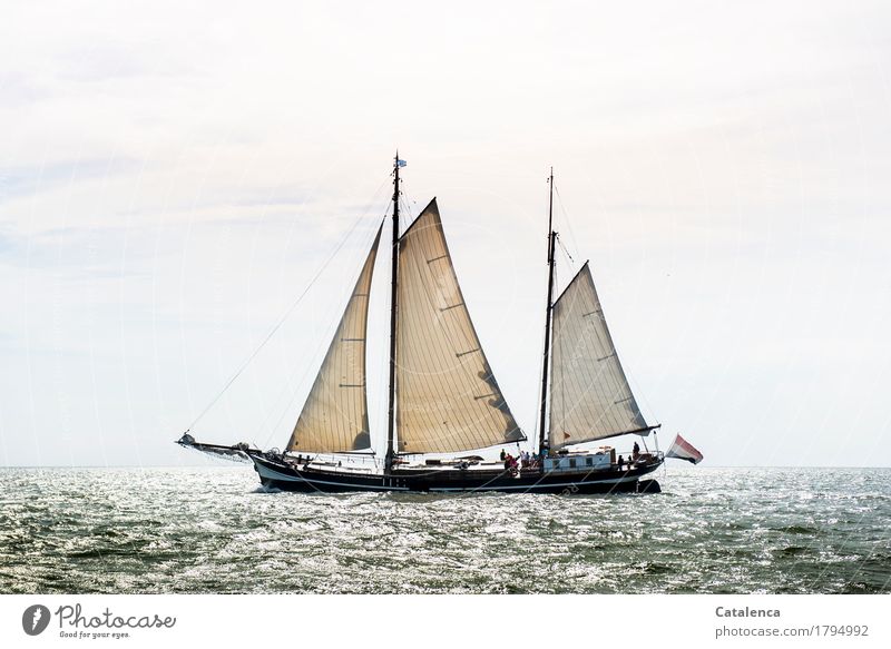 Ahoi: Plattboot auf dem IJsselmeer Segeln Natur Wasser Horizont Sonnenlicht Sommer Schönes Wetter Nordsee Bewegung entdecken glänzend ästhetisch Flüssigkeit