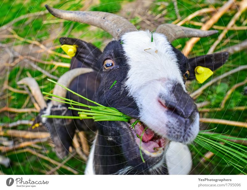 Ziege Gras essen Essen Freude Gesicht Natur Tier Frühling Sommer Dorf Mantel Pelzmantel Freundlichkeit lustig grün schwarz weiß amüsierend bovidae Capra