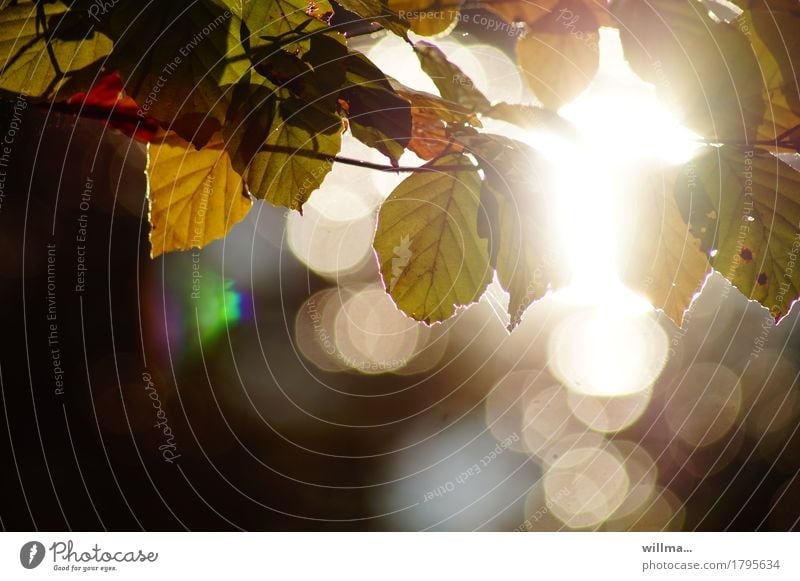 Blätter einer Buche im Gegenlicht Natur Herbst Buchenblatt Zweig herbstlich natürlich Hoffnung Lichtspiel Lichtblick harmonisch Ruhestand Abend Sonnenlicht
