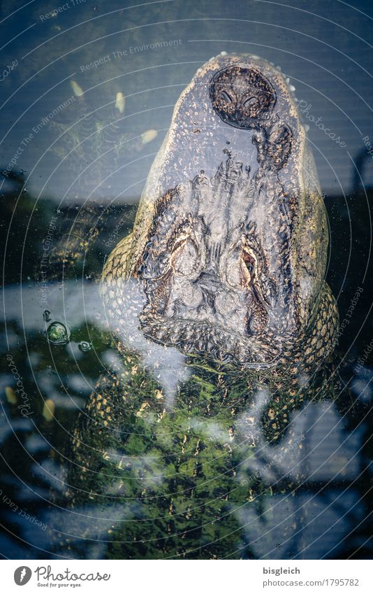 Krokodil I Wasser Tier 1 liegen blau grün Trägheit bequem beobachten Farbfoto Gedeckte Farben Menschenleer Tierporträt