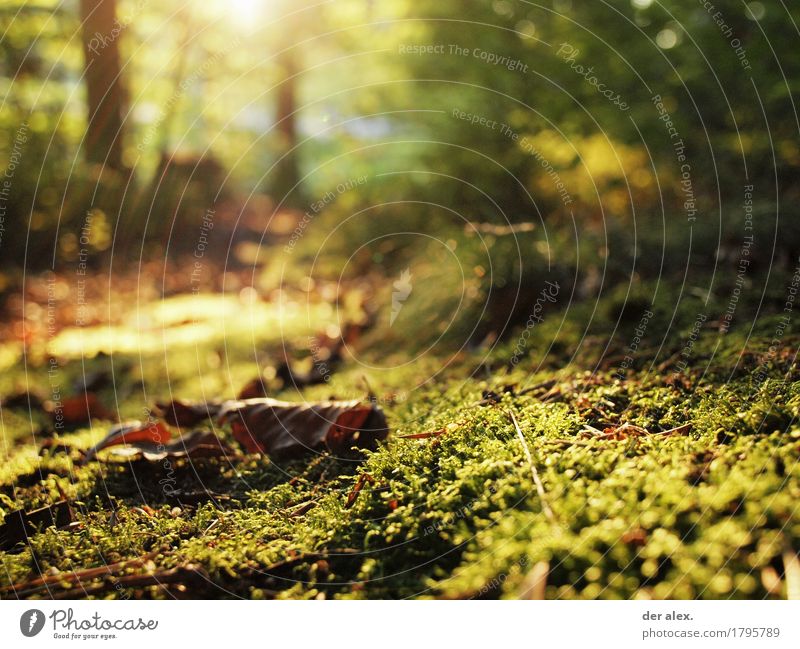 Moosleuchten harmonisch ruhig wandern Umwelt Natur Pflanze Erde Sonne Sonnenlicht Herbst Gras Blatt Wildpflanze Wald glänzend trocken braun gelb gold grün