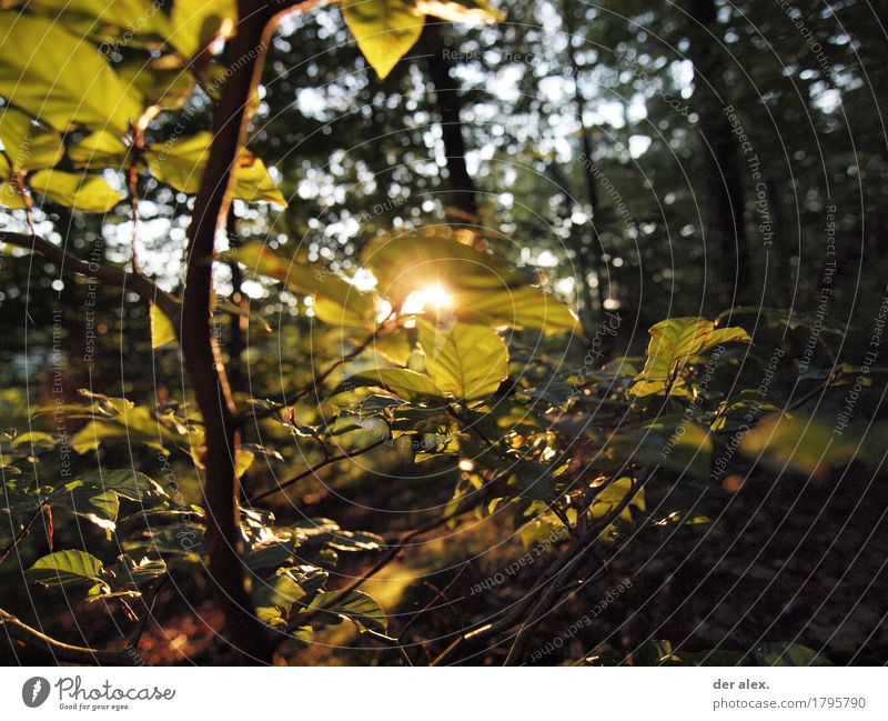 Waldlicht wandern Umwelt Natur Pflanze Himmel Sonnenlicht Herbst Schönes Wetter Baum Blatt Wildpflanze Rotbuche Buche leuchten glänzend Zufriedenheit Farbfoto