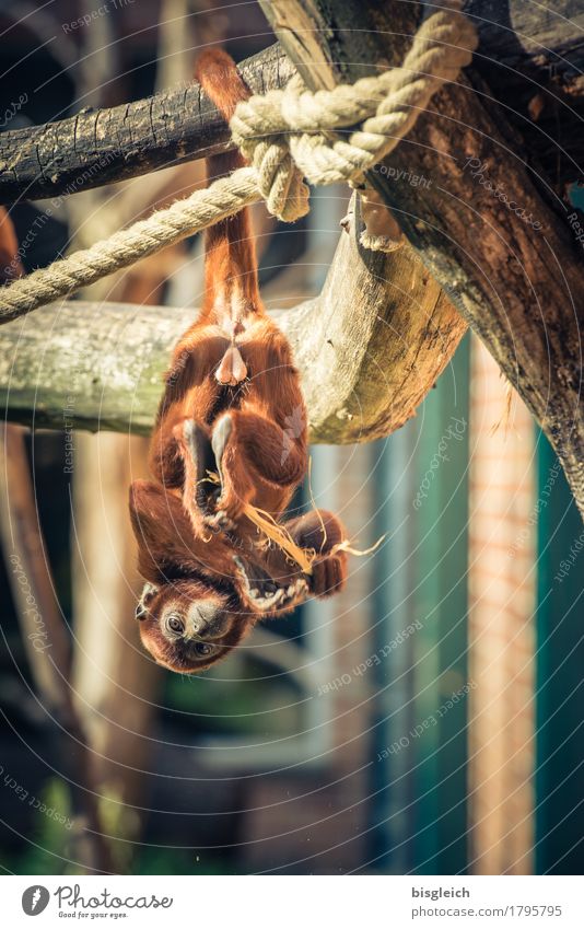 Äffchen I Tier Affen 1 hängen Blick schaukeln braun Farbfoto Außenaufnahme Menschenleer Tierporträt
