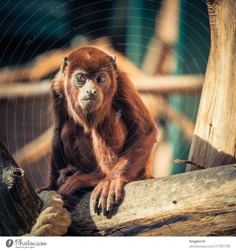 Äffchen II Tier Affen 1 Blick sitzen braun Farbfoto Außenaufnahme Menschenleer Tierporträt