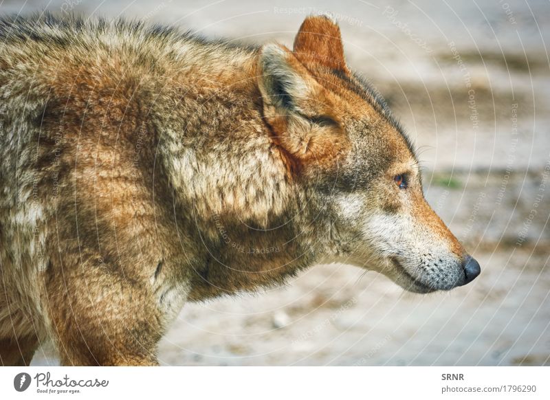Porträt von Wolf Tier Wildtier 1 wild Apexprädator Canid Kaniformie Kanoidea hundeähnlich Fauna grauer Wolf Grauwolf Säugetier Maul Saugrüssel Podium Schnauze